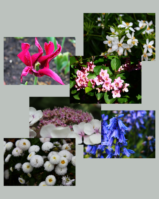 Flower Photo Pack